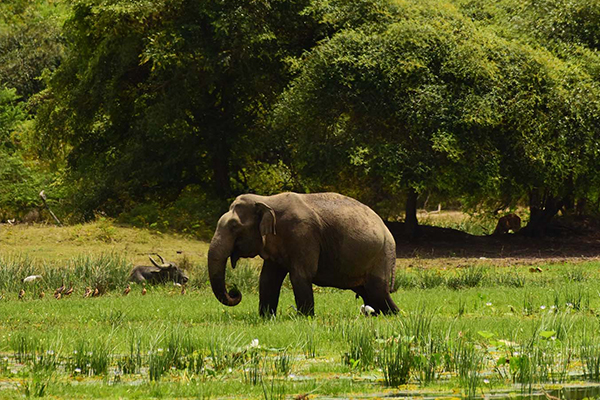 スリランカ旅行 自然・野生動物